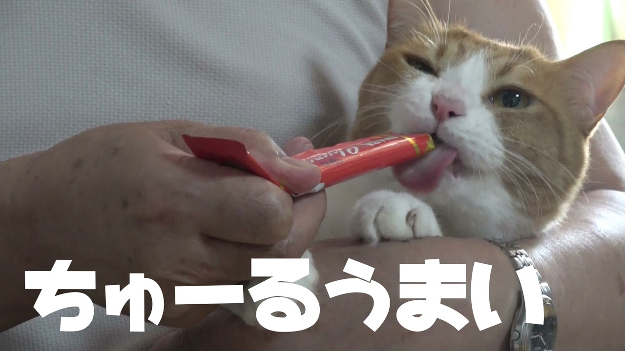 ちゅーるで抱っこの特訓するお猫様 ニコニコ動画