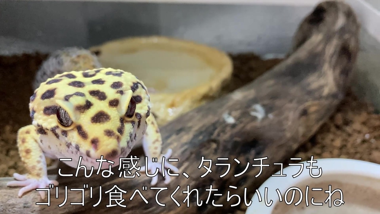 レオパである タランチュラ飼育日記その４５ ノン レオパレス ニコニコ動画