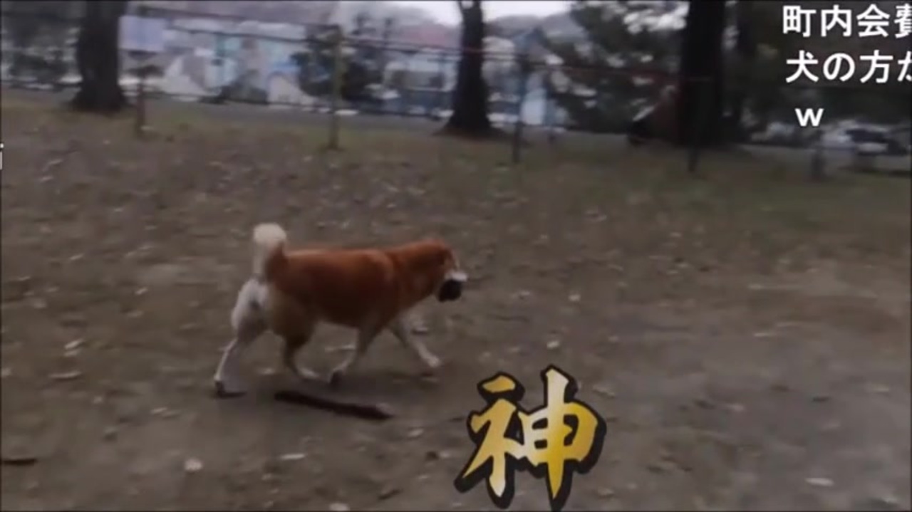 人気の 犬 動画 18 356本 ニコニコ動画