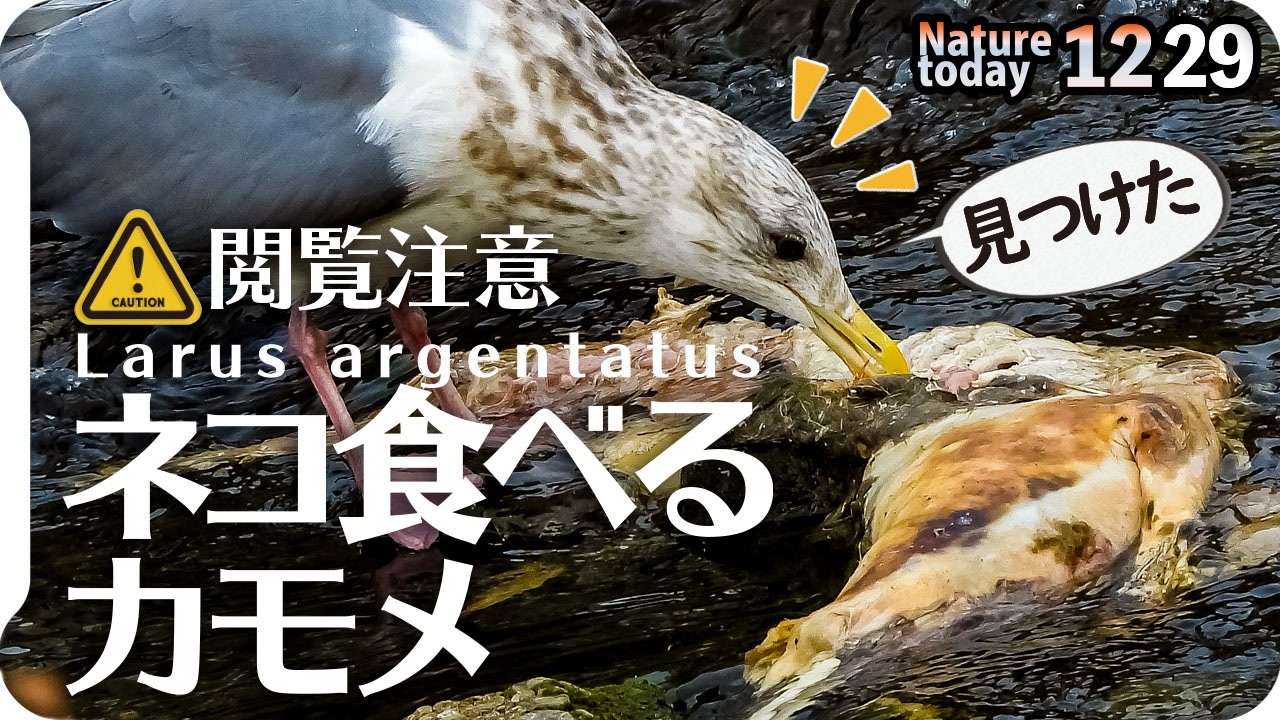 1229 ネコ食べるカモメ 鳥の糞で植物の種が拡散 カルガモ交尾失敗 ヒドリガモ鳴き声 スズメ ピラカンサがムクドリに食べられる 腐肉食スカベンジャー 今日撮り野鳥動画まとめ 身近な生き物語 ニコニコ動画