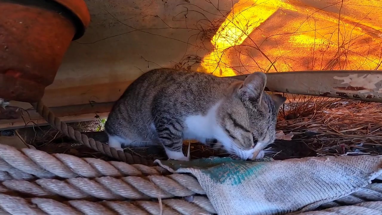 閲覧注意 釣り人が釣った魚を奪って安全な場所で食べる野良猫 ニコニコ動画