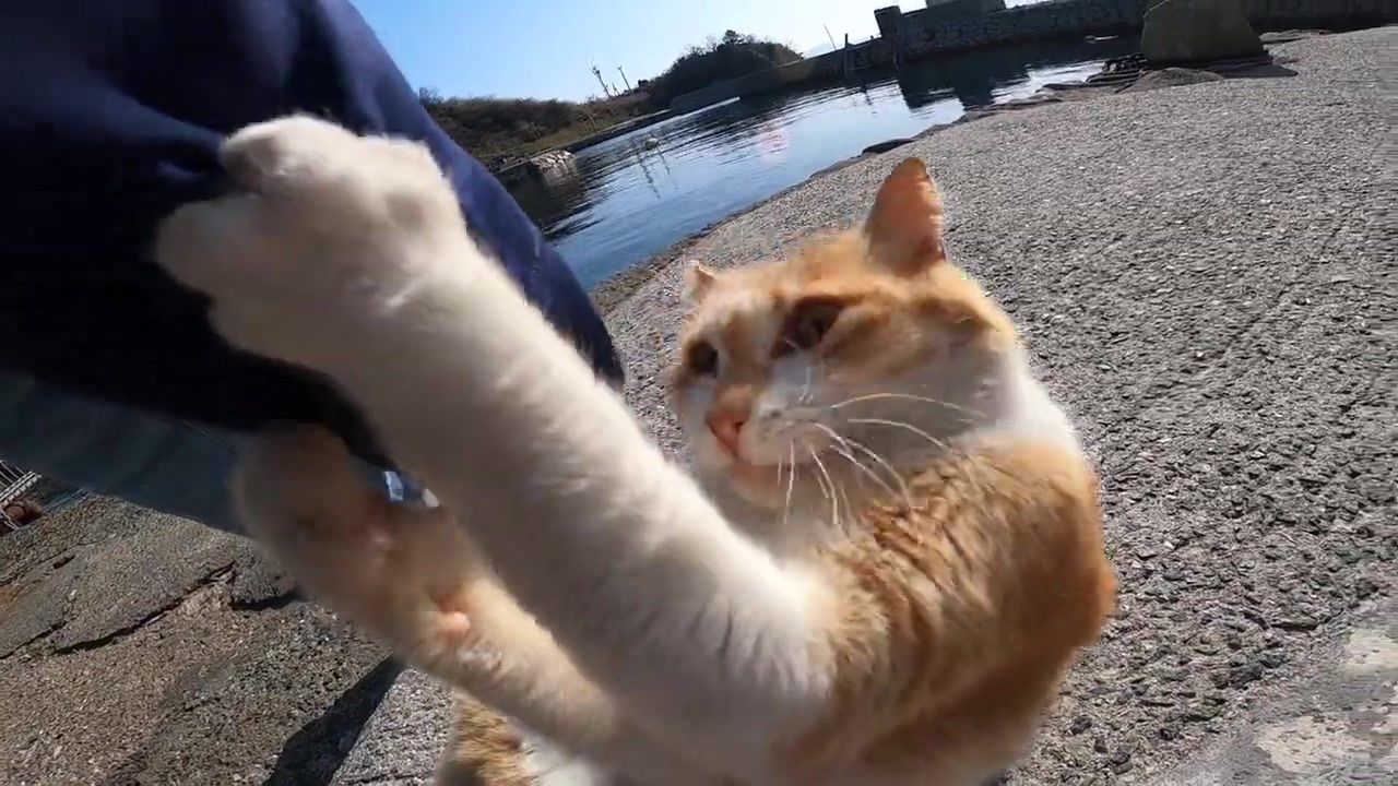 ちょっと気性が荒い野良猫にねこにゃすりを見せたら凄いことに ニコニコ動画