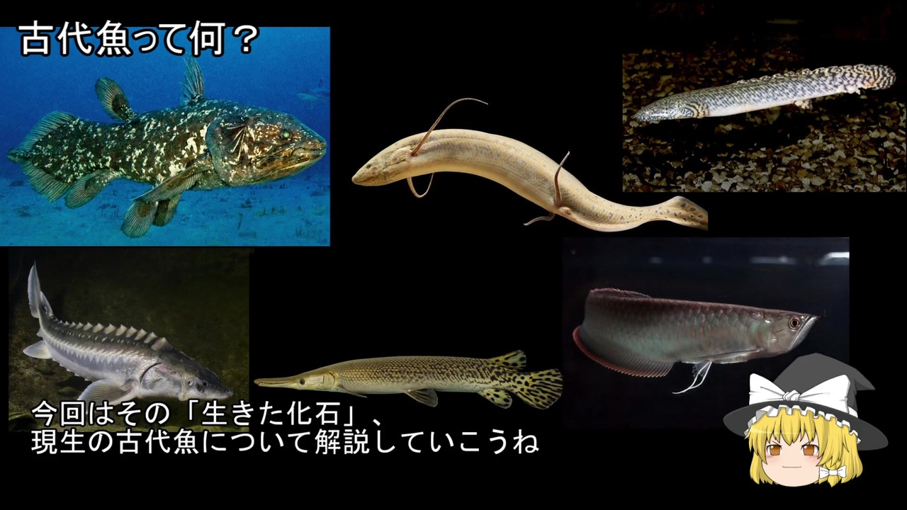 ゆっくり解説 古代魚 ニコニコアクアリウム講座 ニコニコ動画