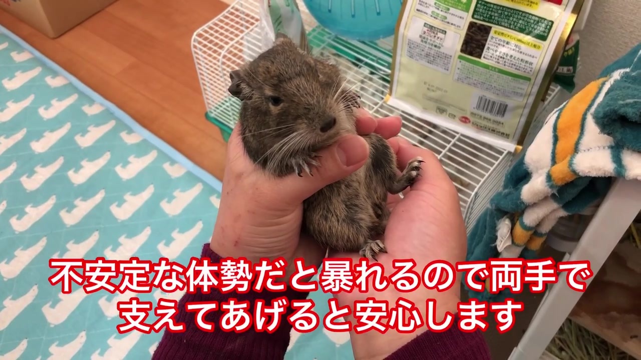 高齢デグーおこげ、保定（抱っこ）を練習する Degu practices to hold her. - ニコニコ動画