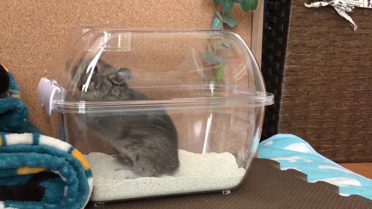 SANKOのデグー砂浴びバスハウス使ってみた Baths of Degu. - ニコニコ動画 SANKOのデグー砂浴びバスハウス使ってみた Baths of Degu. - ニコニコ動画