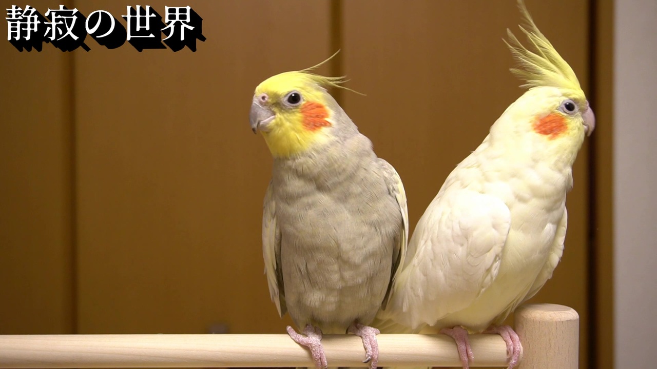 人気の オカメインコ 動画 2 634本 3 ニコニコ動画