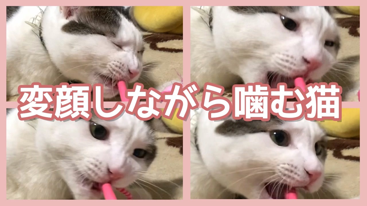 ちょいちょい変顔で猫じゃらしを噛む猫がかわいい ニコニコ動画