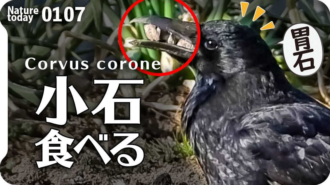 0107 カラスが石食べる 猛禽類ツミ 捕食失敗ムクドリ カワセミオス メス スズメ朝チュン モズ カルガモ求愛 ハシボソガラス砂肝胃石 今日撮り野鳥動画まとめ 身近な生き物語 ニコニコ動画