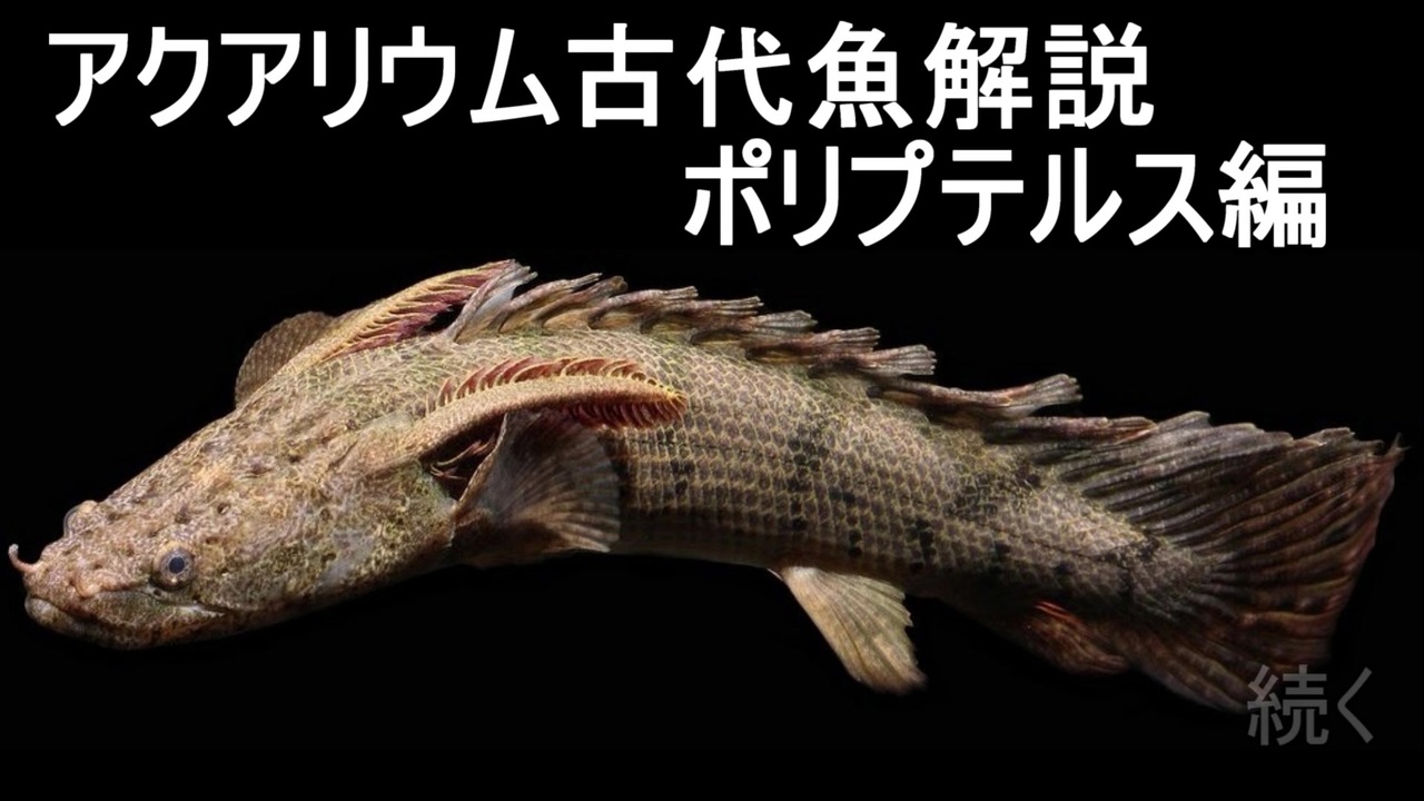 人気の 古代魚 ポリプテルス 動画 56本 ニコニコ動画