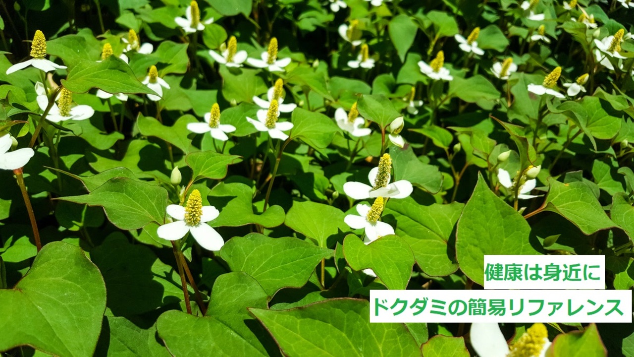 人気の どくだみ 動画 64本 ニコニコ動画