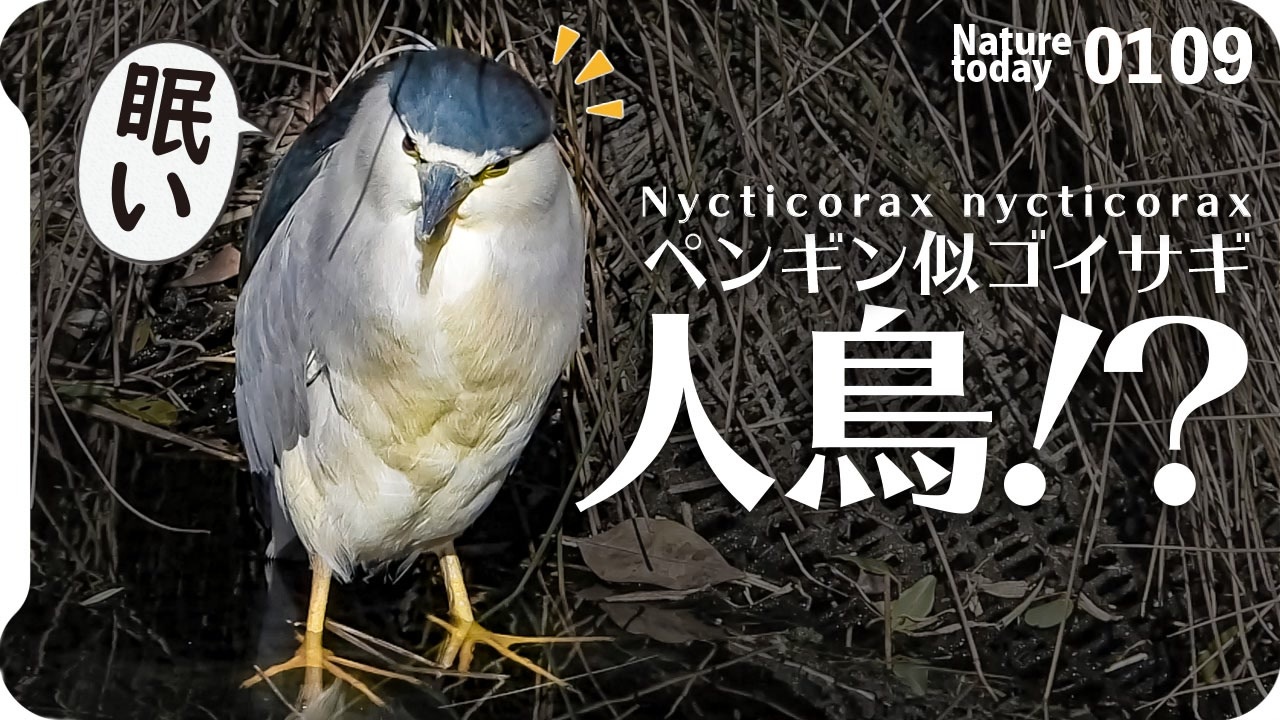 0109 ペンギンみたいな鳥ゴイサギ カワセミ捕食 センダンの実食べるヒヨドリ セグロカモメ水浴び イカルチドリの目の色瞬膜 ホシゴイ幼鳥 今日撮り野鳥動画まとめ 身近な生き物語 ニコニコ動画