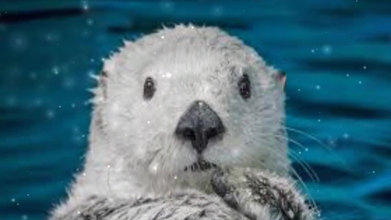 人気の らっこ 動画 155本 2 ニコニコ動画