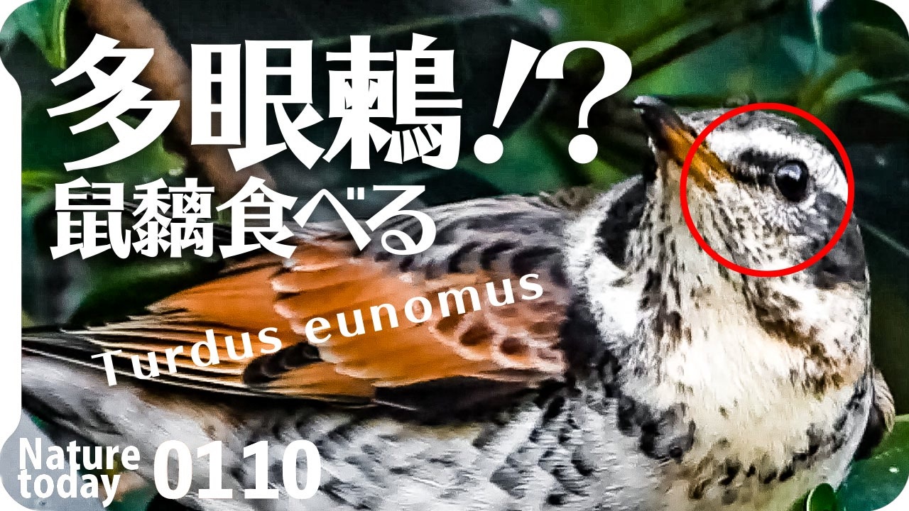 0110 鳥に食べられるネズミモチ カワセミ捕食ホバリング メジロの喧嘩の鳴き声とマユミ カルガモ喧嘩 で翼怪我の悲劇 目が多いツグミ 今日撮り野鳥動画まとめ 身近な生き物語 ニコニコ動画