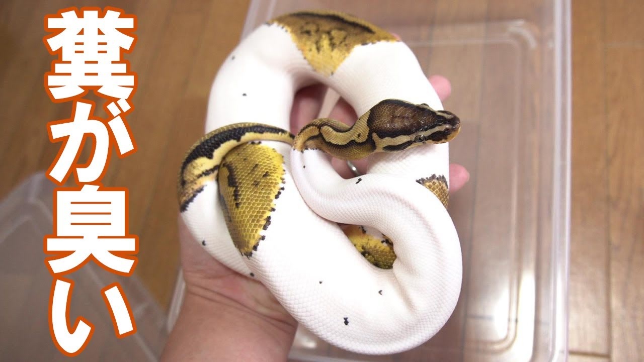 人気の 爬虫類 動画 2 238本 15 ニコニコ動画