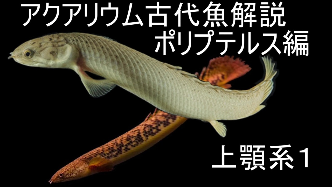 人気の 古代魚 ポリプテルス 動画 58本 ニコニコ動画