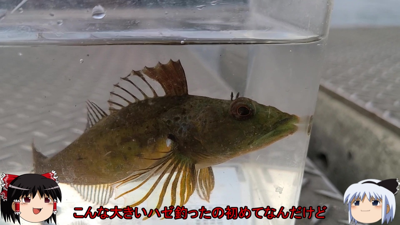 人気の サビキ釣り 動画 68本 ニコニコ動画