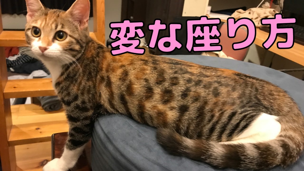 撫でられたくて変な座り方をする猫がいましたｗ ニコニコ動画