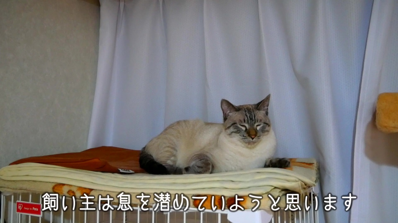 人気の ぬこぬこ動画 ヌコ 動画 11 336本 7 ニコニコ動画