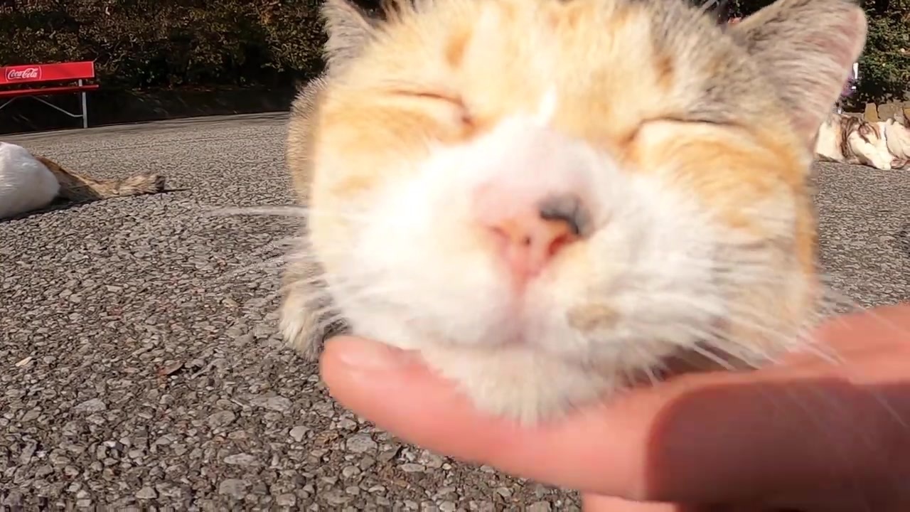 神社の猫様たちが日光浴中にお邪魔してモフらせてもらいました ニコニコ動画