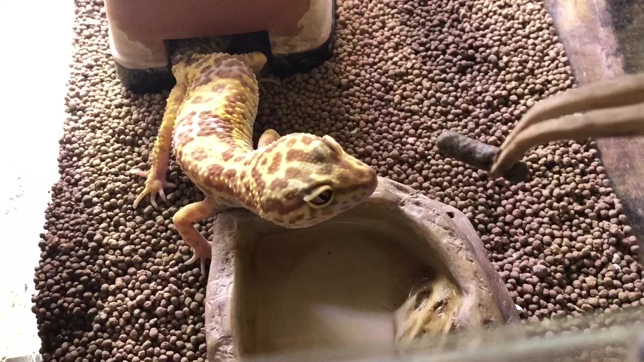 人気の レオパードゲッコー 動画 144本 ニコニコ動画