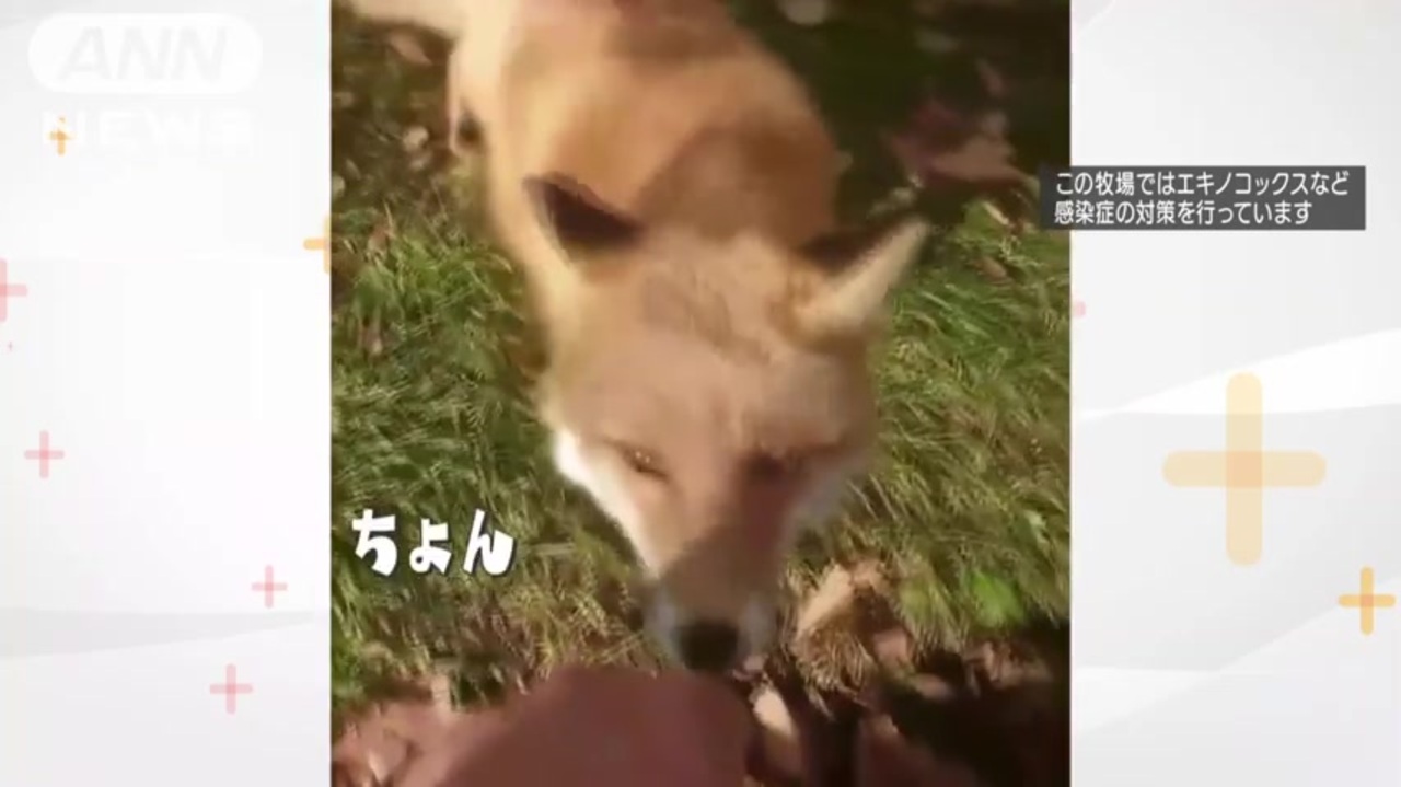 拾った仔犬はキツネだった いま何処でどうしてる ニコニコ動画