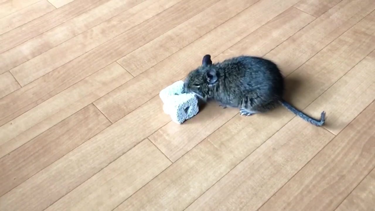 人気の Degu 動画 62本 ニコニコ動画