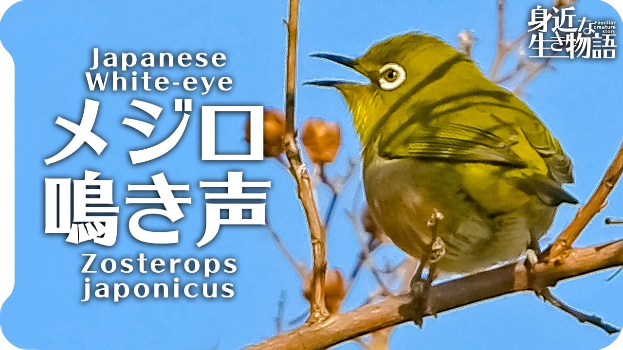 メジロの鳴き声03 Birdsong Of Japanese White Eye Zosterops Japonicus 目白 繍眼児 ニコニコ動画