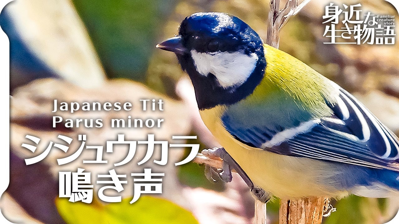 シジュウカラの鳴き声02 Birdsong Of Japanese Tit Parus Minor ニコニコ動画