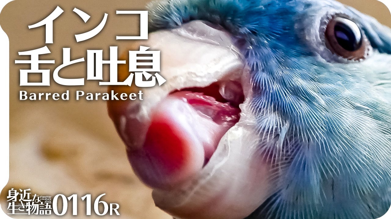 人気の サザナミインコ 動画 122本 2 ニコニコ動画