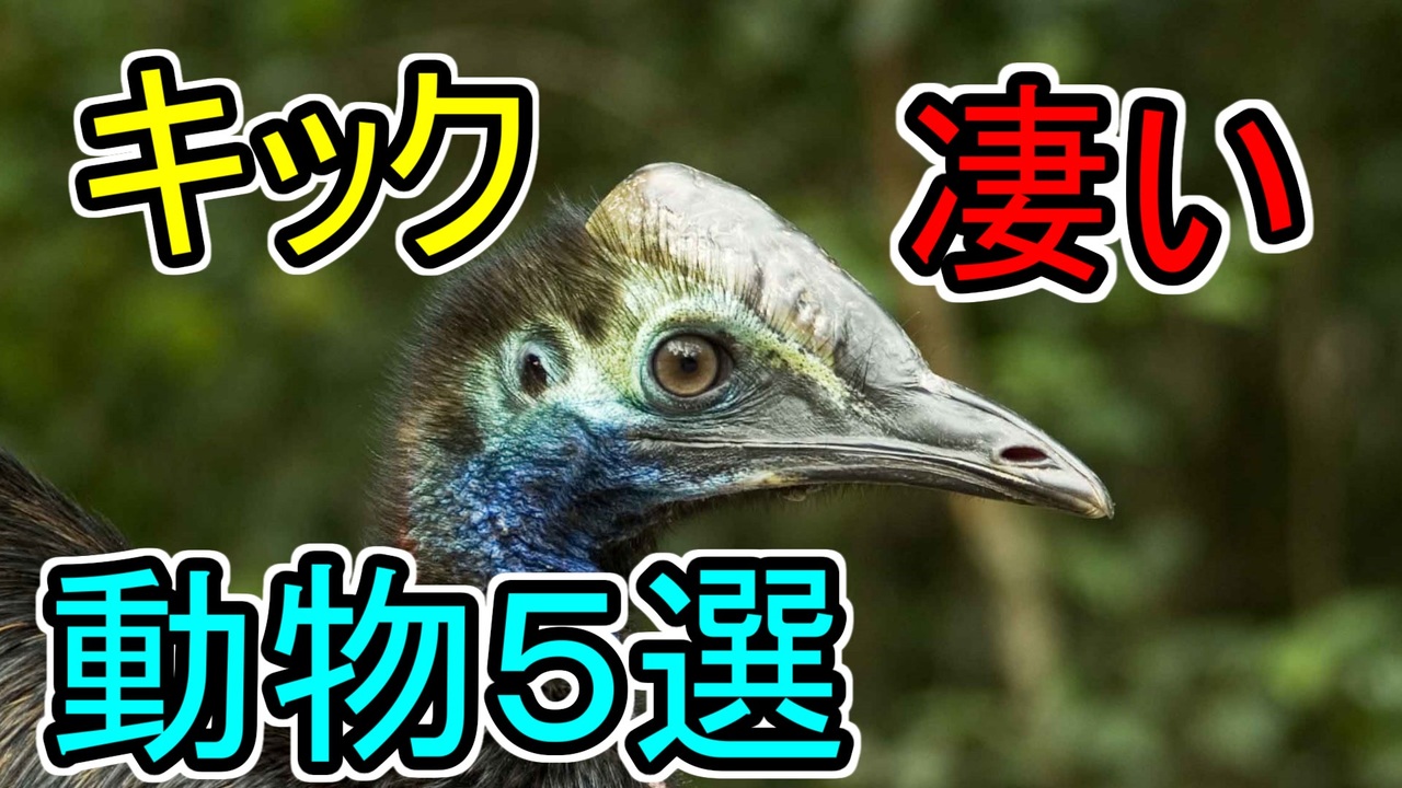 キックが凄い動物5選 ゆっくり解説 ニコニコ動画