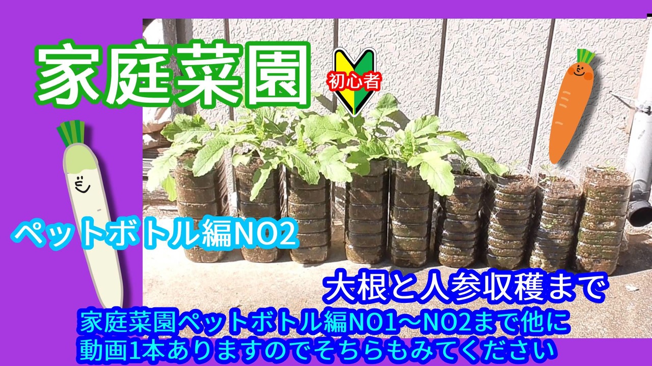 家庭菜園 千葉編no9 ペットボトル菜園 No2 ニコニコ動画