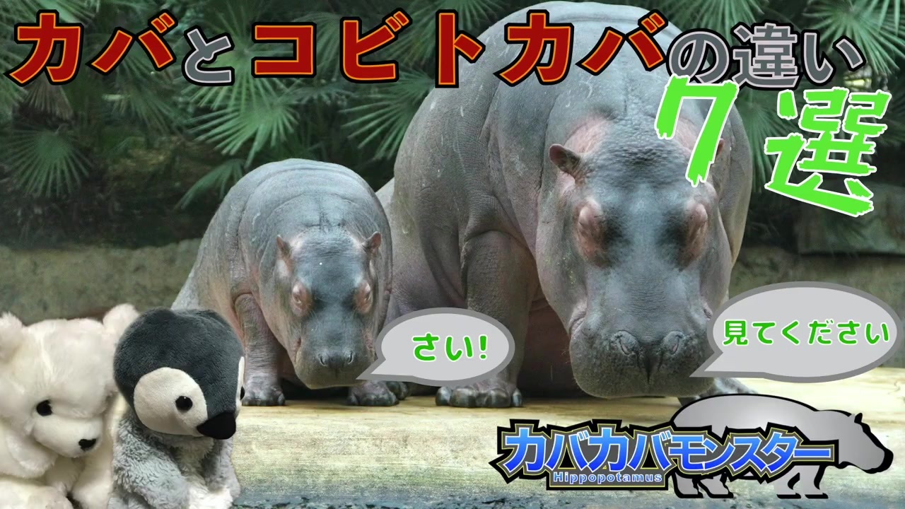 人気の 動物 カバ 動画 105本 2 ニコニコ動画