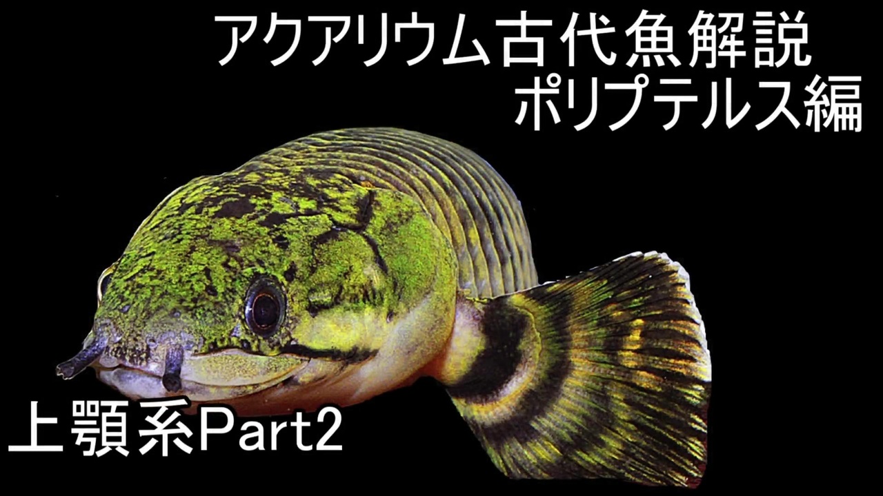 ゆっくり解説 現生の古代魚解説 ポリプテルス編 上顎系part2 アクアリウム ニコニコ動画