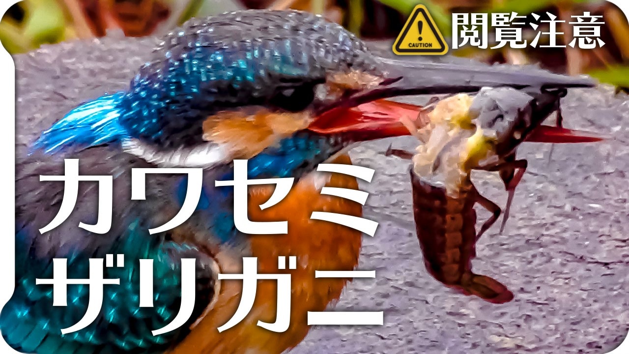 閲覧注意 ザリガニがカワセミに食べられる ニコニコ動画
