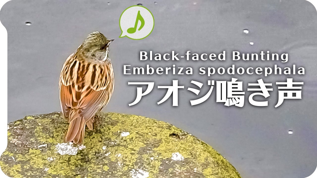 鳥の鳴き声 アオジの鳴き声02地鳴きオス ニコニコ動画