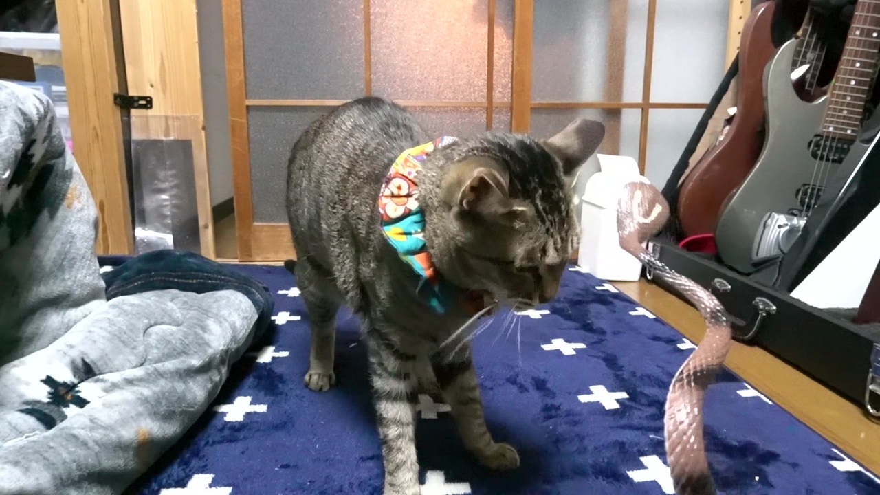 人気の 猫 蛇 動画 18本 ニコニコ動画