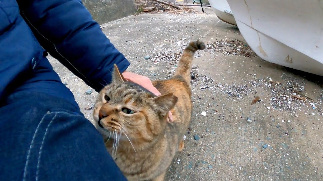 やまねこ と 猫 Youtube