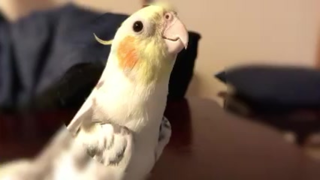 かぶり物が好きなオカメインコ ニコニコ動画