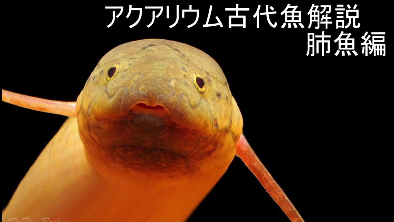 人気の 肺魚 動画 26本 ニコニコ動画