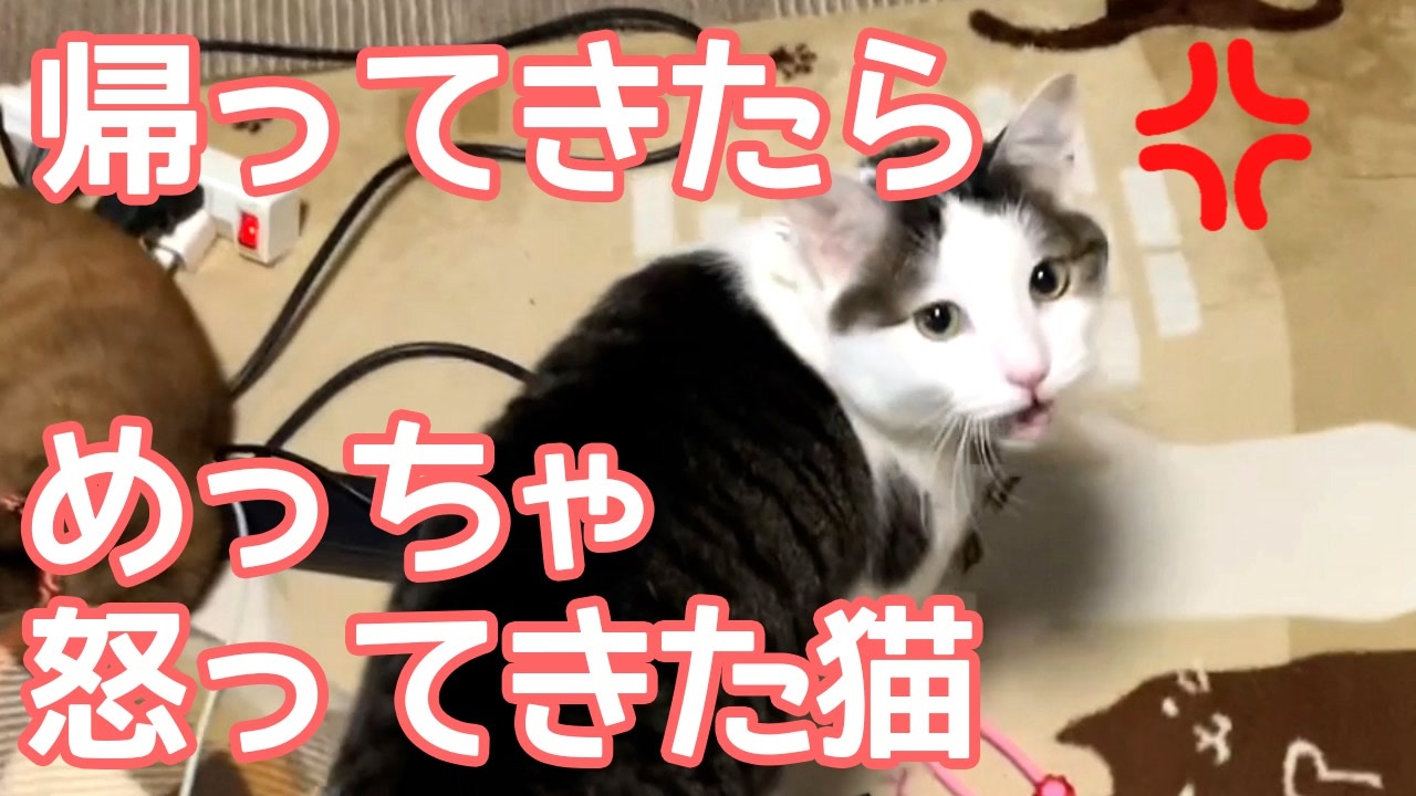 帰ってきたらめっちゃ猫に怒られました ニコニコ動画