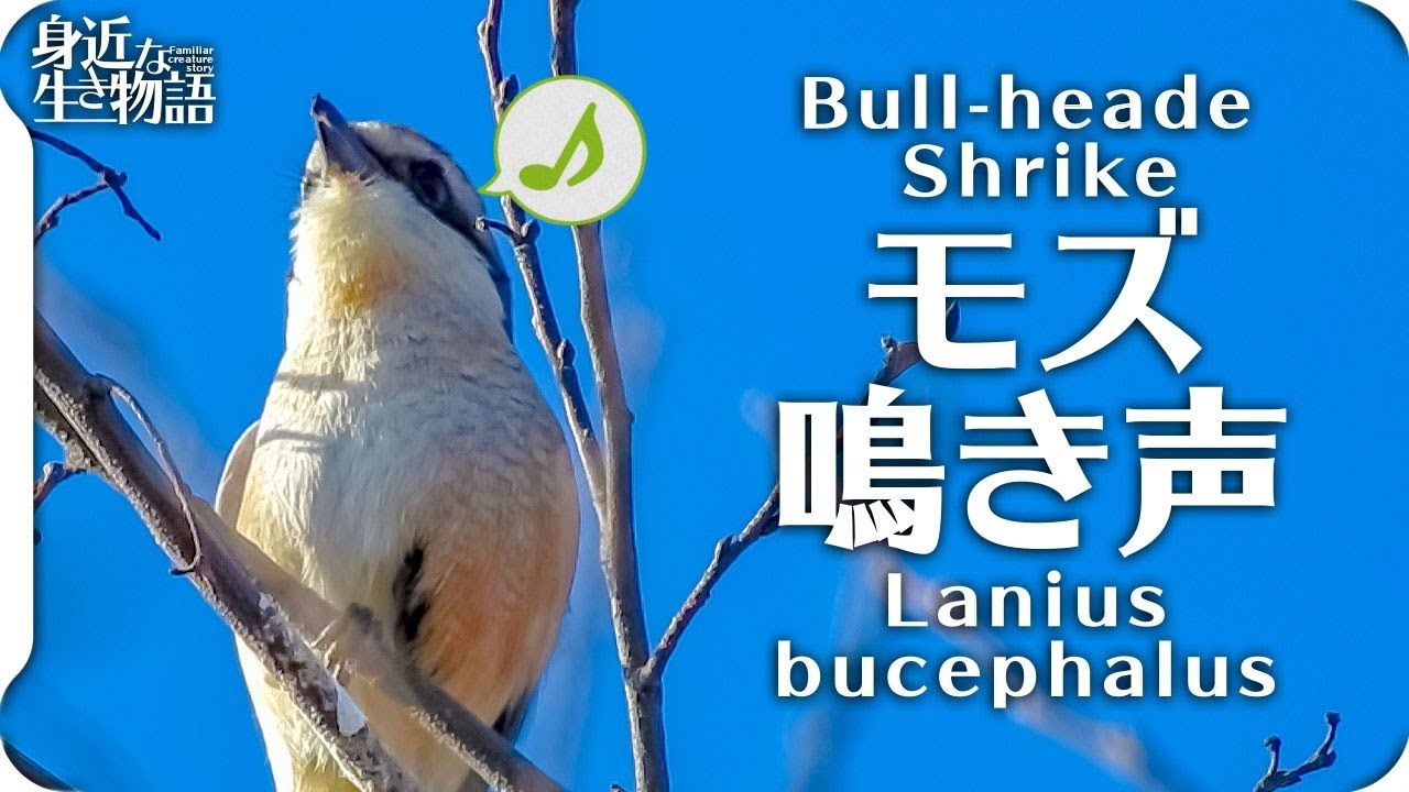 人気の 百舌 動画 41本 ニコニコ動画