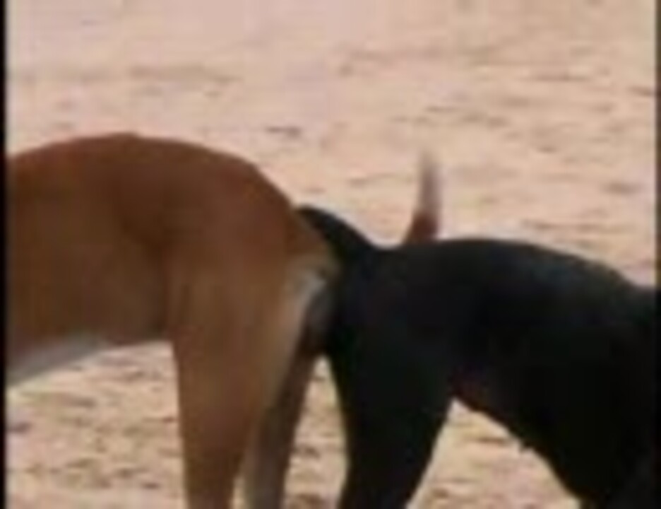 人気の 犬 交尾 動画 16本 ニコニコ動画