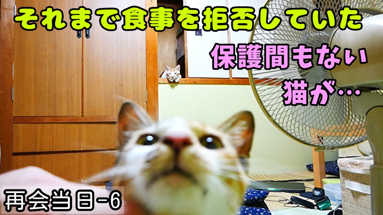 人気の 猫缶 動画 49本 ニコニコ動画