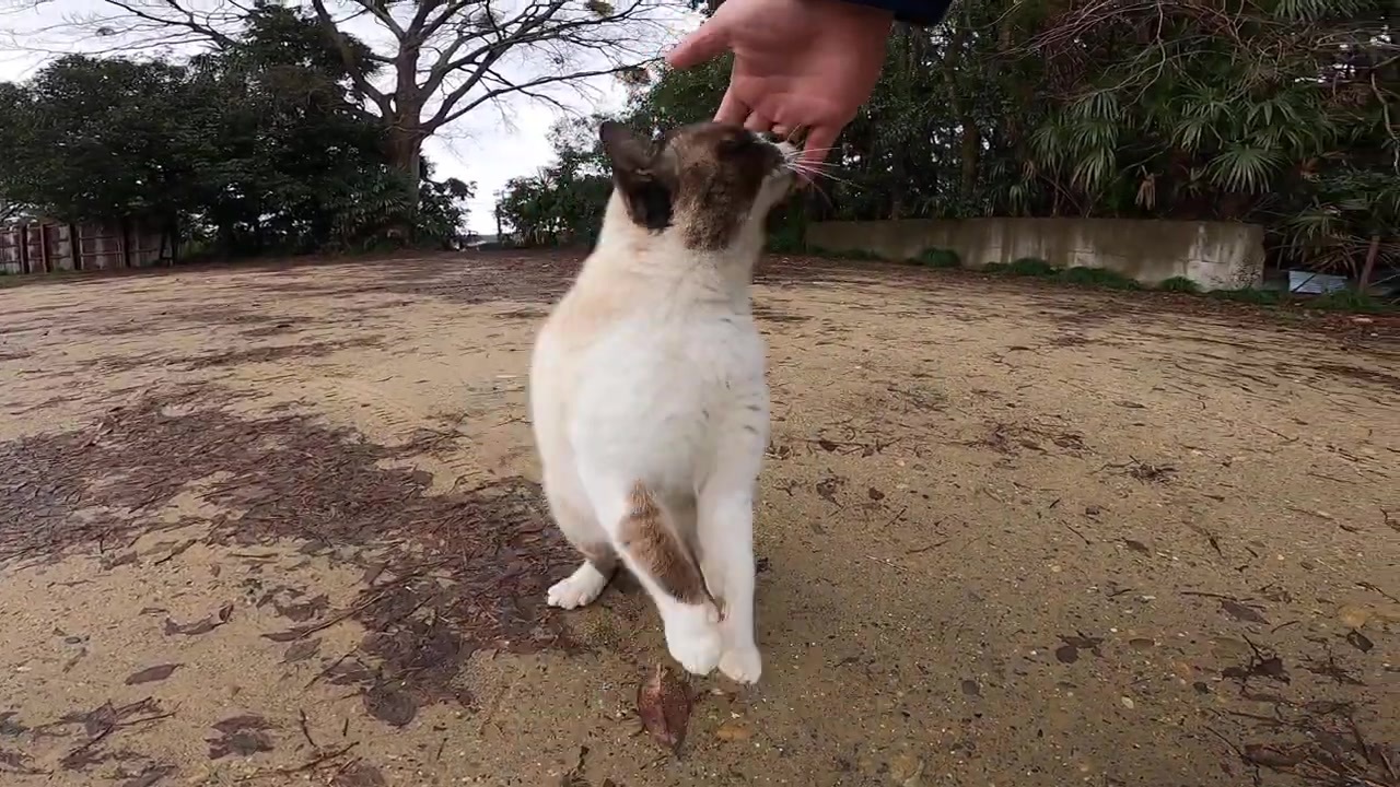 雨上がりのキャンプ場で狸みたいな野良猫が超絶甘えてくる ニコニコ動画