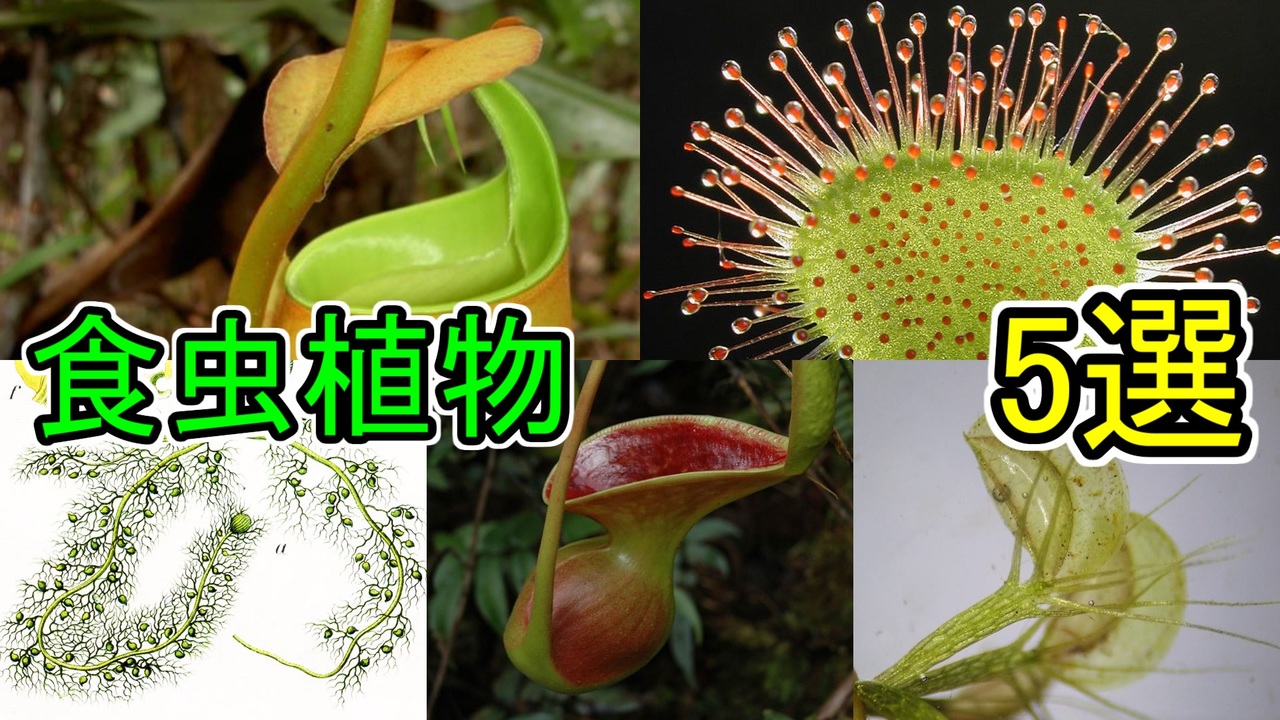 奇妙な食虫植物5選 ゆっくり解説 ニコニコ動画