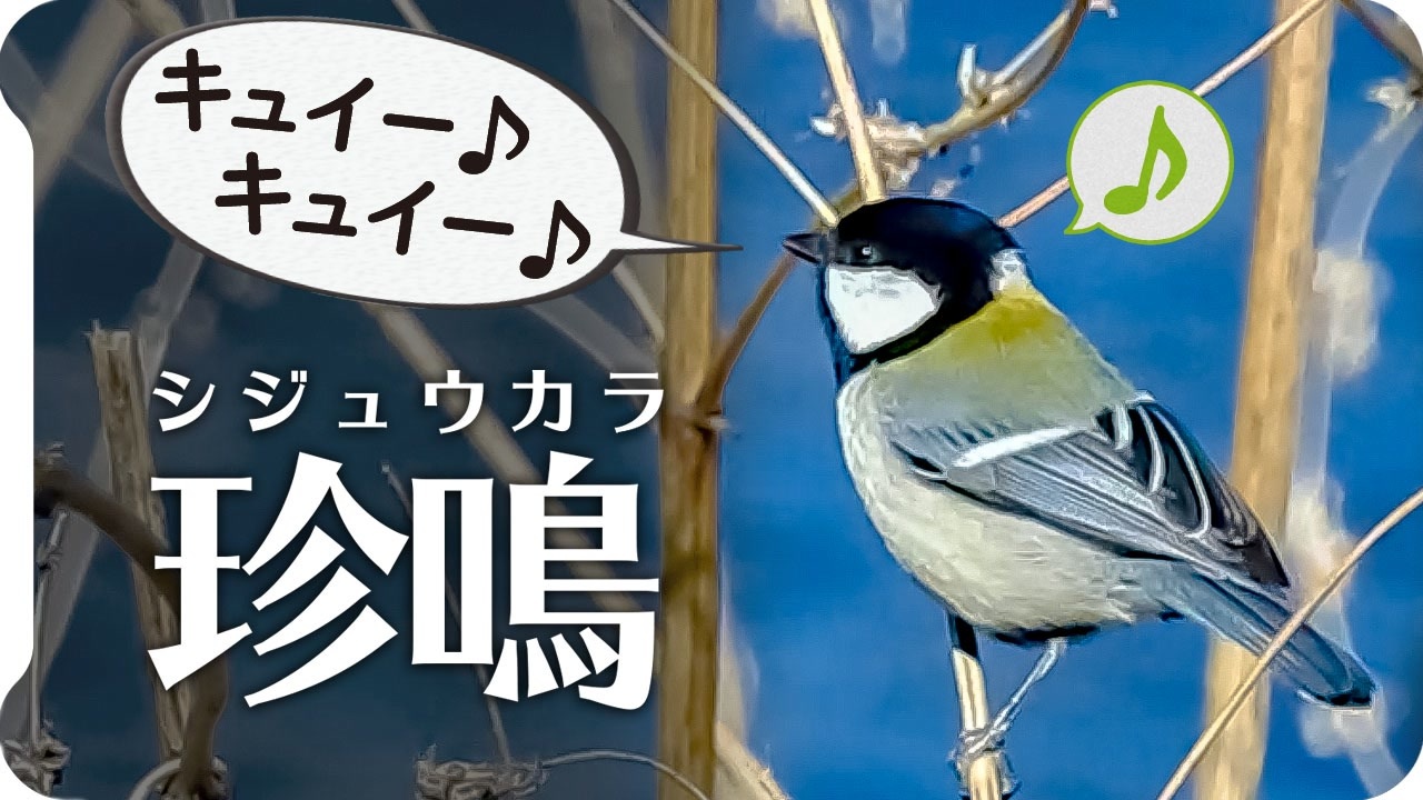 シジュウカラの特殊な鳴き声 キュイーキュイー 四十雀鳴き声05 鳥の鳴き声 Birdsong Of Japanese Tit 身近な生き物語 Wild Birds Sounds ニコニコ動画