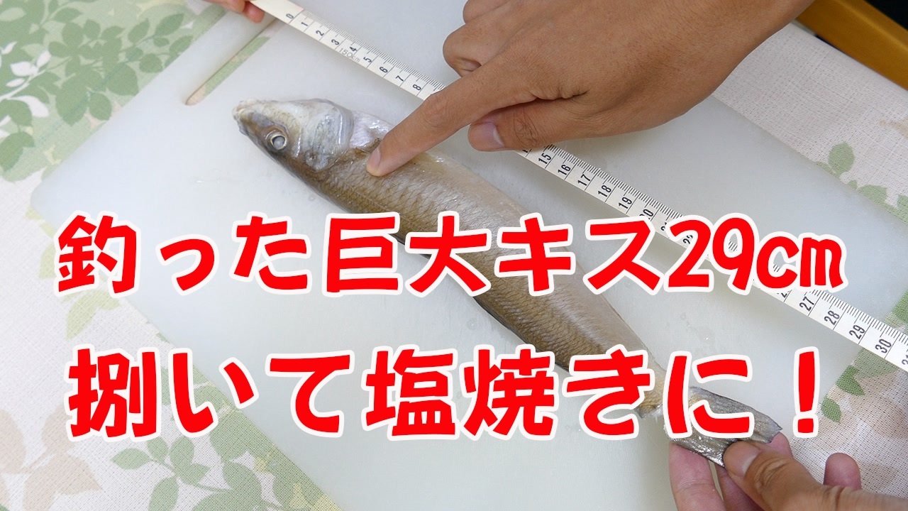 料理動画 釣った巨大29cmキスを捌いて塩焼きにして食す 釣り最高 ニコニコ動画