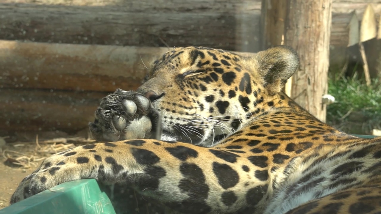 人気の 京都市動物園 動画 95本 ニコニコ動画