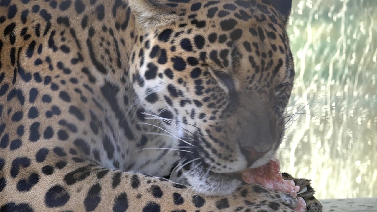 人気の 京都市動物園 動画 95本 ニコニコ動画