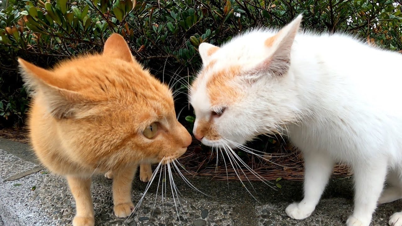 人気の 動物 野良猫 動画 3 474本 2 ニコニコ動画